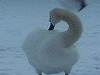 Snow Swans and flying Gulls photo 1