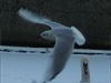 Snow Swans and flying Gulls - photo 2