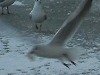Snow Swans and flying Gulls - photo 3