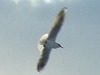 Snow Swans and flying Gulls - photo 4