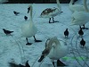 Snow and Swans Dublin - photo 1