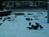 Snow and Swans Dublin - photo 10