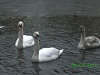 Snow and Swans Dublin - photo 11