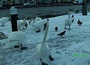 Snow and Swans Dublin - photo 12