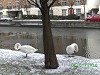 Snow and Swans Dublin - photo 3