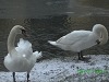 Snow and Swans Dublin - photo 4