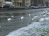 Snow and Swans Dublin - photo 5