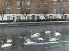 Snow and Swans Dublin - photo  7