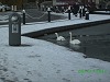 Snow and Swans Dublin - photo 8