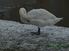 Snow and Swans Dublin - photo 9