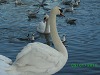 Swans and Gulls