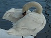 Swan cleaning