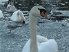 A Swan and a Gull on the ice