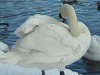 Swan on frozen canal bank