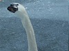 Swan taking bread