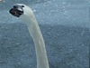 Swan taking bread
