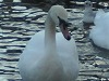 Swans in the icey canal water