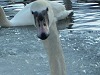 Curious Swan 1