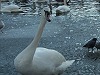 Curious Swan 2