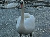 Curious Swan 3
