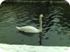 1-swans_snow_dublin_01