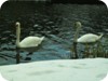 1-swans_snow_dublin_02