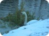 1-swans_snow_dublin_04