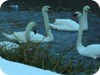 1-swans_snow_dublin_05