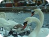 1-swans_snow_dublin_07