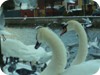 1-swans_snow_dublin_08