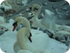 1-swans_snow_dublin_10