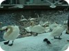 1-swans_snow_dublin_11