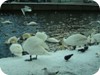 1-swans_snow_dublin_12