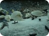 1-swans_snow_dublin_13