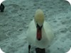 1-swans_snow_dublin_14