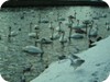 1-swans_snow_dublin_15