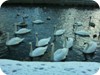 1-swans_snow_dublin_16