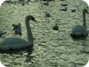 1-swans_snow_dublin_18