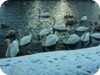 1-swans_snow_dublin_19