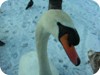 1-swans_snow_dublin_23