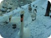 1-swans_snow_dublin_24