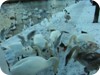 1-swans_snow_dublin_25
