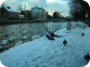 1-swans_snow_dublin_26