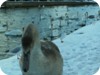 1-swans_snow_dublin_27