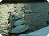 1-swans_snow_dublin_28
