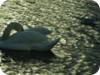 1-swans_snow_dublin_30
