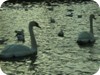 1-swans_snow_dublin_31