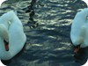 1-swans_snow_dublin_33