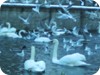 1-swans_snow_dublin_35