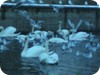 1-swans_snow_dublin_36